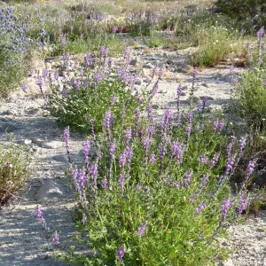 Lupinus arizonicus along Amboy Rd, Sheep Hole Mountains
