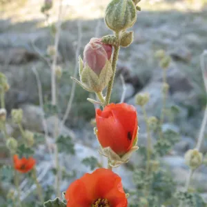 Sphaeralcea ambigua, along Amboy Rd, Sheep Hole Mountains