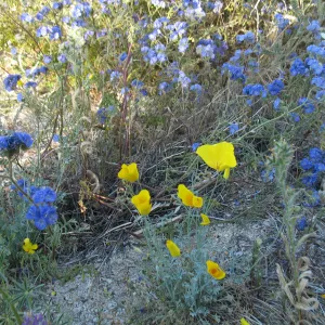 Phacelia, along Amboy Rd, Sheep Hole Mountains