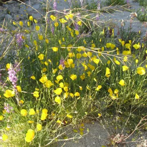 Eschscholzia caespitosa, along Amboy Rd, Sheep Hole Mountains