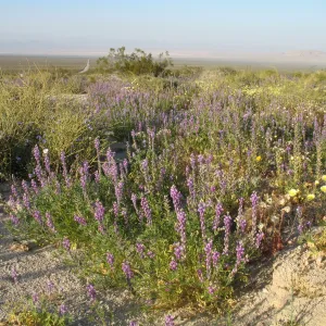 Lupinus hirsutissimus, Sheephole Pass