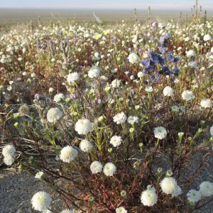 Chaenactis, Sheephole Pass