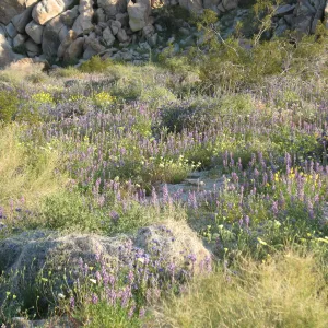Lupinus hirsutissimus, Sheephole Pass
