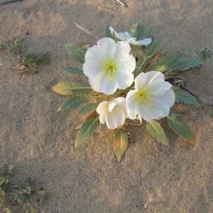 Oenothera deltoides, Dale Dry Lake