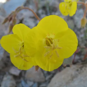 Camissonia, Joshua Tree National Park