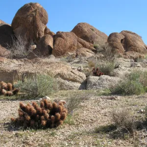 Echinocereus engelmannii, Trail to 49 Palms Oasis, Joshua Tree National Park