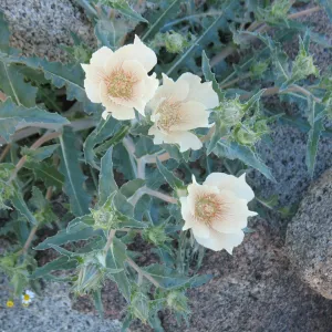 Mentzelia involucrata