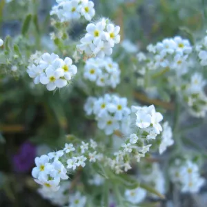 SBBG_BD_02243.jpg