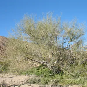 Cercidium floridum