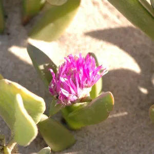 Oso Flaco Lake, Abronia maritima