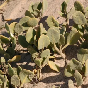 Oso Flaco Lake, Abronia maritima