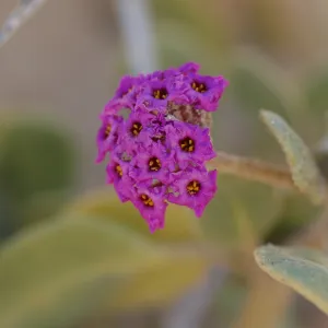 Oso Flaco Lake, Abronia maritima