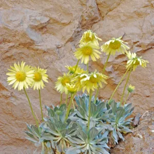 Enceliopsis covillei