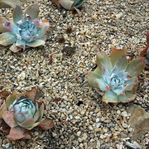 Dudleya pulverulenta in the Dudleya Display