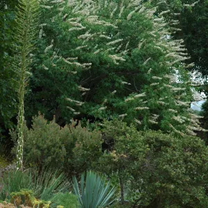 Aesculus californica behind the Dudleya Display