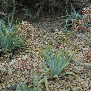 Dudlyea densiflora in the Dudleya Display