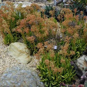 Dudleya viscida in the Dudleya Display