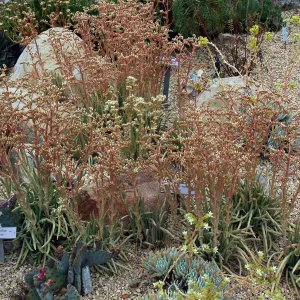Dudleya edulis in the Dudleya Display