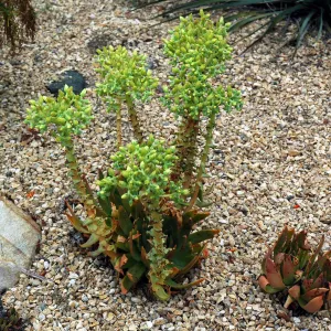 Dudleya candelabrum in the Dudleya Display