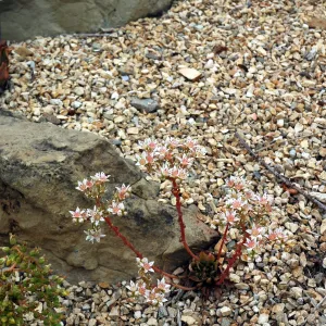 Dudleya nesiotica in the Dudleya Display