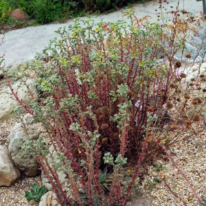Dudleya palmeri in the Dudleya Display