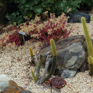 Bergerocactus emoryi in the Dudleya Display