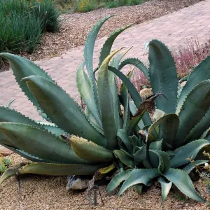 Agave sobria in the Dudleya Display