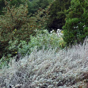 Top of Meadow