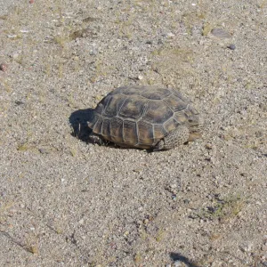 Desert Tortoise, Mojave Desert Preserve 