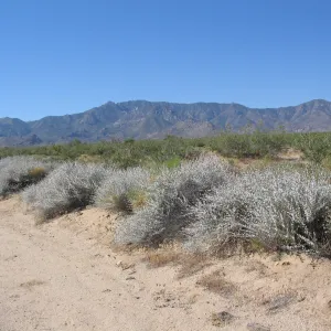 Brickellia incana, Ivanpah Rd Mojave Desert Preserve 