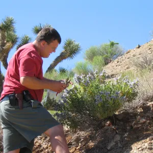 Andrew Wyatt collecting Salvia mohavensis (Mojave Sage ), Ivanpah Rd Mojave Desert Preserve 