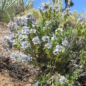 Salvia mohavensis (Mojave Sage ), Ivanpah Rd Mojave Desert Preserve 