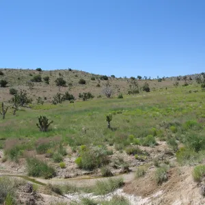 Grassland, Ivanpah Rd Mojave Desert Preserve 