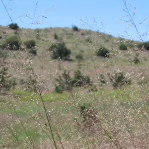 desert grass, Ivanpah Rd Mojave Desert Preserve 