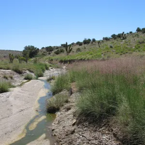 desert grass, Ivanpah Rd Mojave Desert Preserve 