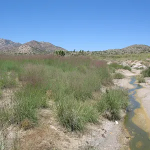 desert grass, Ivanpah Rd Mojave Desert Preserve 