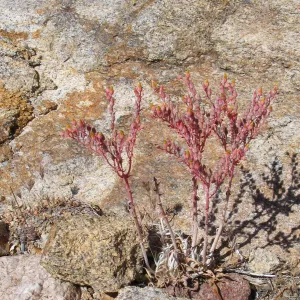 Dudleya saxosa ssp. aloides, Caruthers Canyon, New York Mtns 