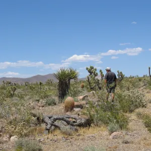 Andrew Wyatt, Kearny Pass Rd along north side of Clark Mtns 