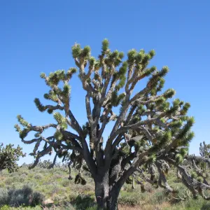 Yucca brevifolia, Sunshine Road ~0.5 miles northeast of Cima Rd 