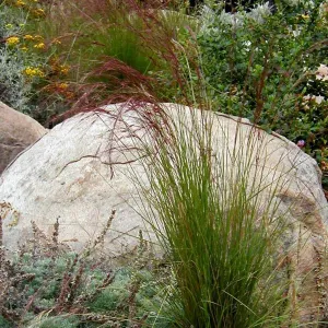 Aristida purpurea