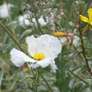 Matillija Poppy