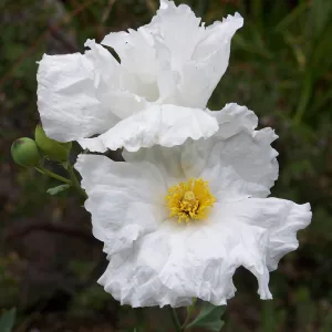 Matillija Poppy