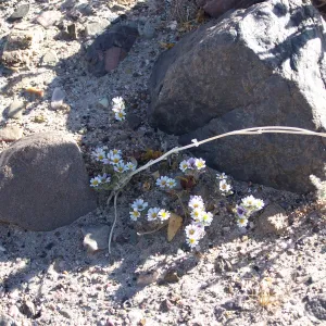 Monoptilon bellioides