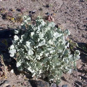 Atriplex hymenelytra