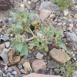 Mentzelia