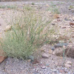 Eriogonum (wild buckwheat)
