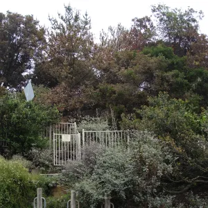 Santa Barbara Botanic Garden, after the Jesusita Fire