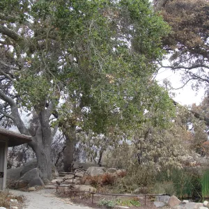 Information Kiosk and Pond, Santa Barbara Botanic Garden, after the Jesusita Fire