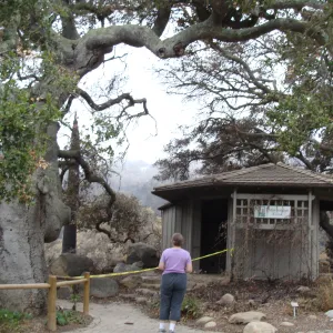 Information Kiosk and Meadow Oaks, Santa Barbara Botanic Garden, after the Jesusita Fire