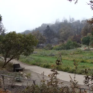 Meadow with burned slope behind, Santa Barbara Botanic Garden, after the Jesusita Fire
